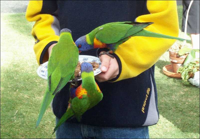 Parrots.jpg