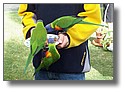 Parrots.jpg